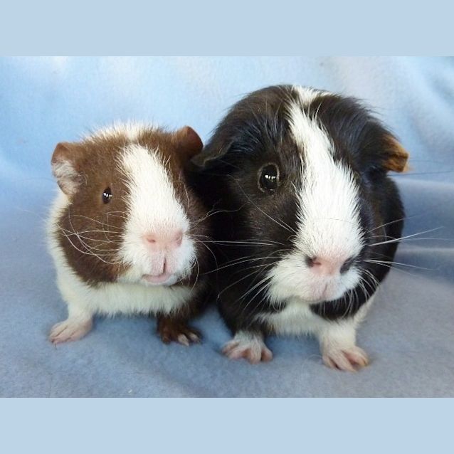 Photo of Darcy And Sawyer