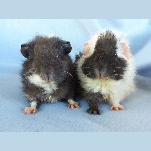 Photo of Jet And Scooter