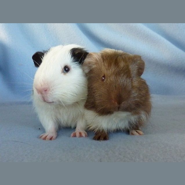 Photo of Yuki And Dasher
