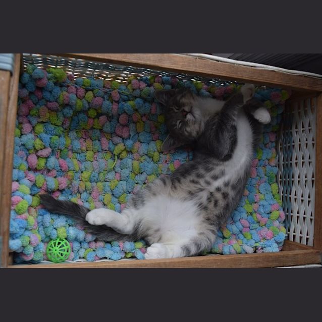 Photo of Theodore ** Adoption Day**