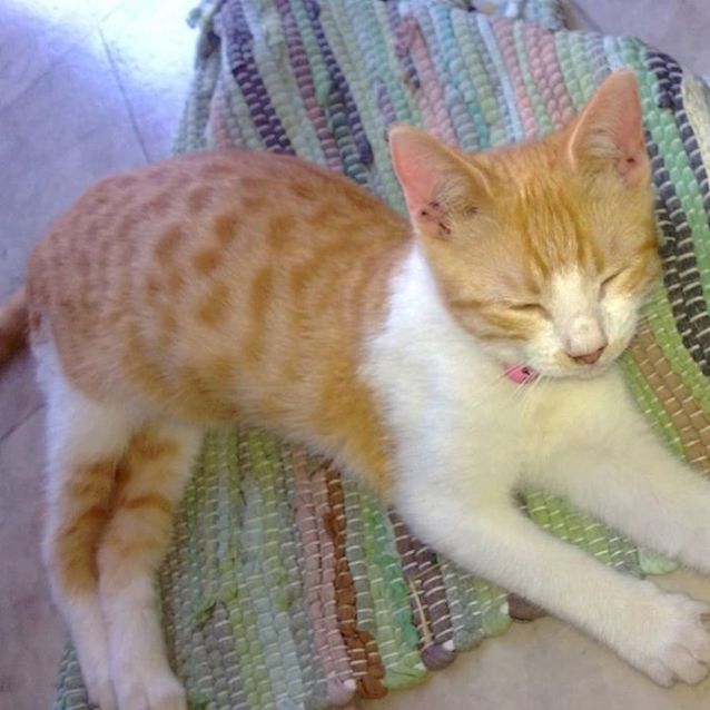 Photo of Zelda