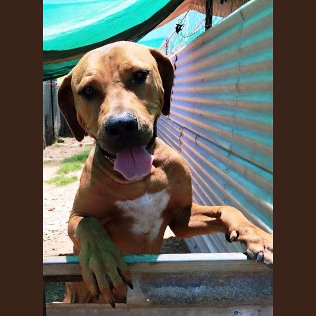 Photo of Bronx (Adoption Pending)
