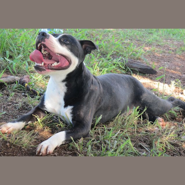 Photo of Mack (Adoption Pending)