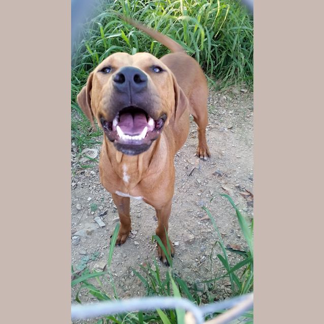 Photo of Bronx (Adoption Pending)