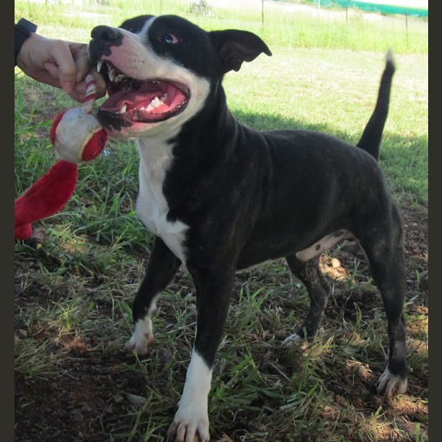 Photo of Mack (Adoption Pending)