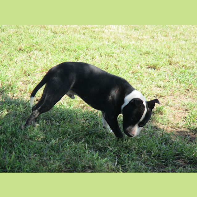 Photo of Mack (Adoption Pending)