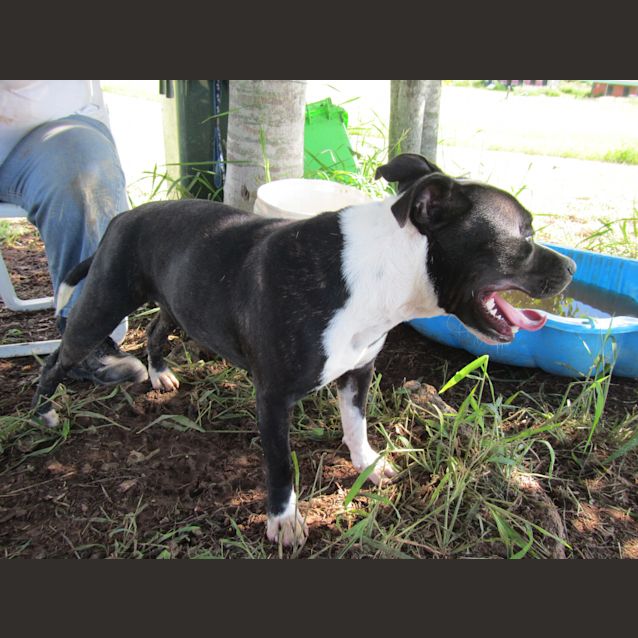 Photo of Mack (Adoption Pending)