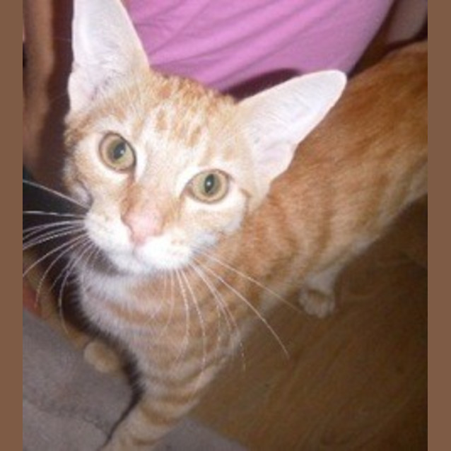 Photo of Tibby