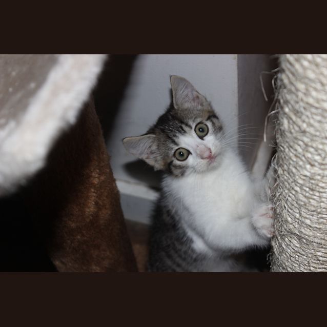 Photo of Nebula