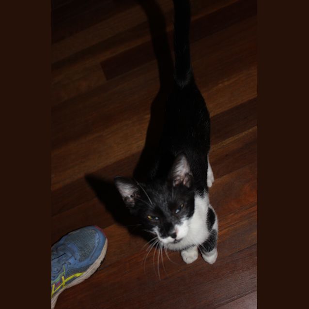 Photo of Domino At Squawks Pet Store