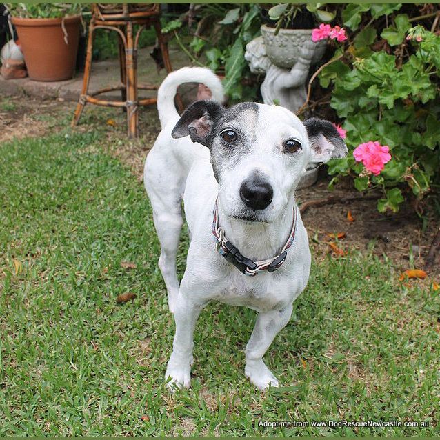 Photo of Patch & Toots ~ Mini Foxy/Tenterfield(trial 2/4/15