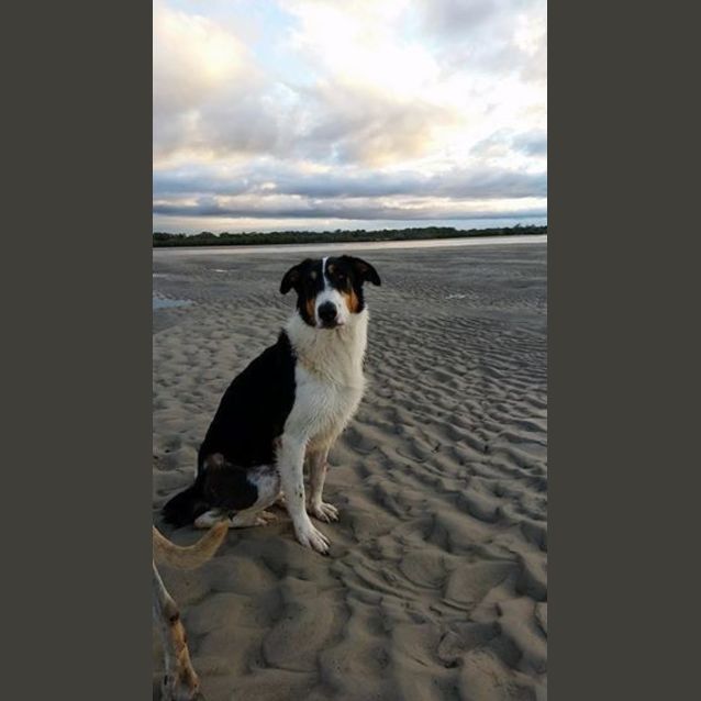 Photo of Heidi (Adoption Pending)