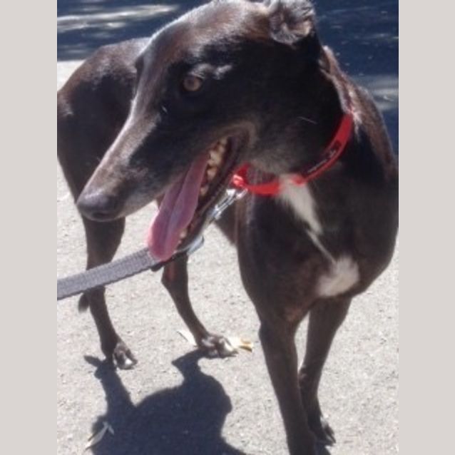 Photo of Georgie Is Checking Out Her New Home