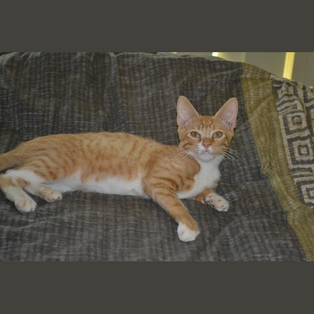 Photo of Tiggs $80 To Adopt !