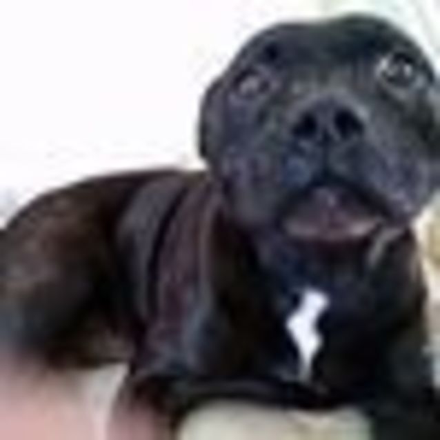 Photo of Brock (Adoption Pending)