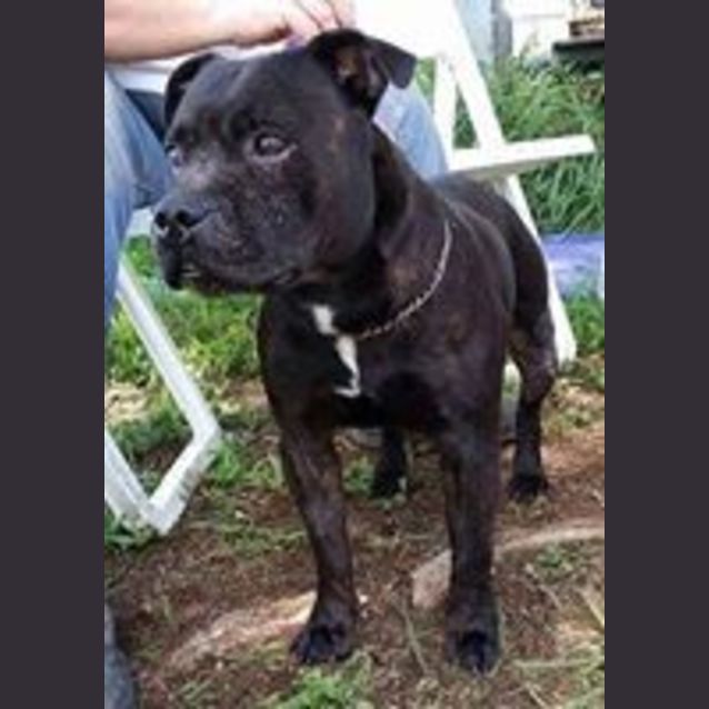 Photo of Brock (Adoption Pending)