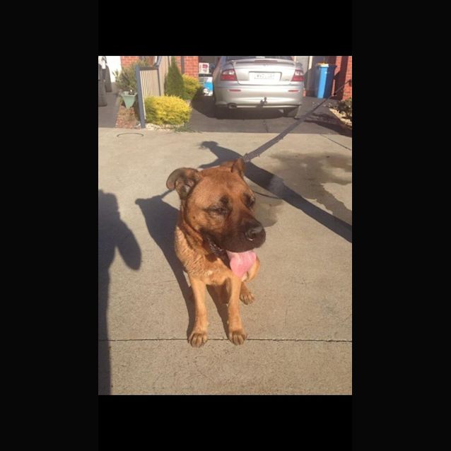 Photo of Gorgeous Big Boy Dozer