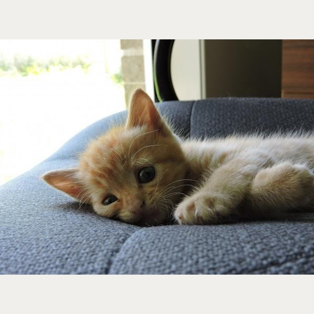 Photo of Amber