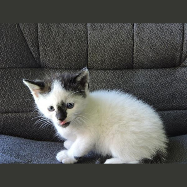 Photo of Smudge
