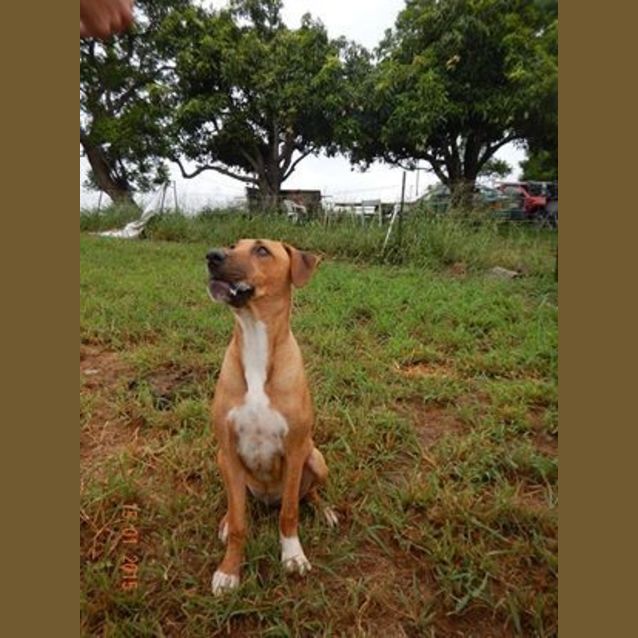 Photo of Missy (At Rspca Big Adopt Day Sept 19 Brisbane)