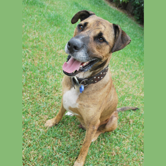 Photo of Milo ~ Adopted By Foster Family 1/5/15