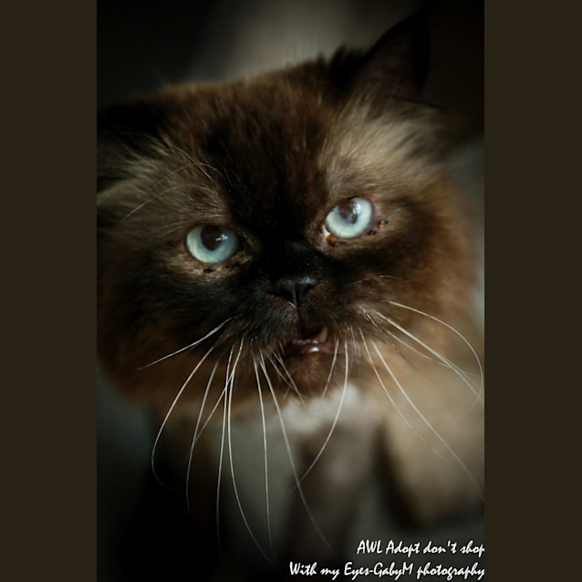 Photo of Bear