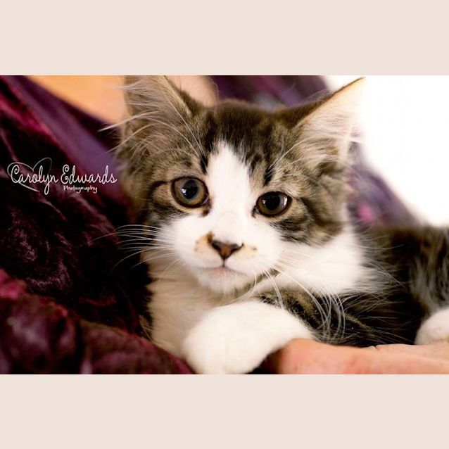 Photo of Freckle