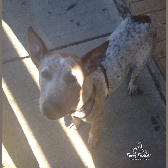 Photo of Rusty