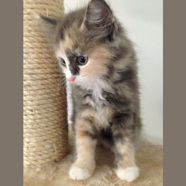Photo of Willow