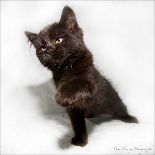 Photo of Ada