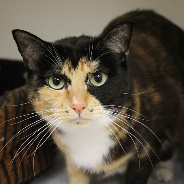 Photo of Kitty
