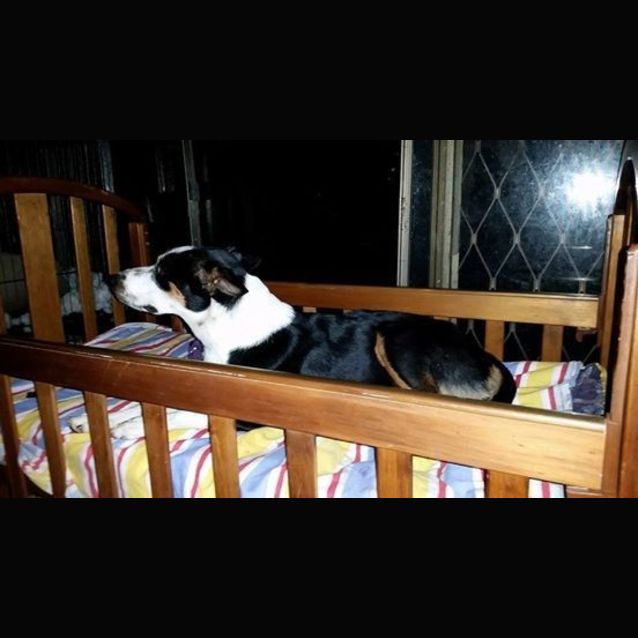 Photo of Stella