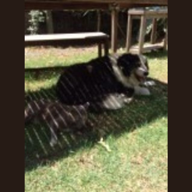 Photo of Sox