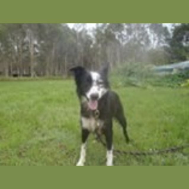 Photo of Matilda (Adoption Pending)