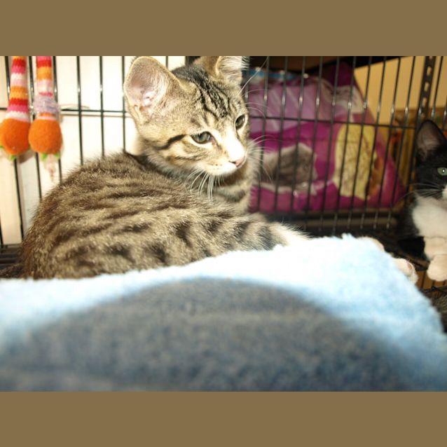Photo of Franklin (Kitten)