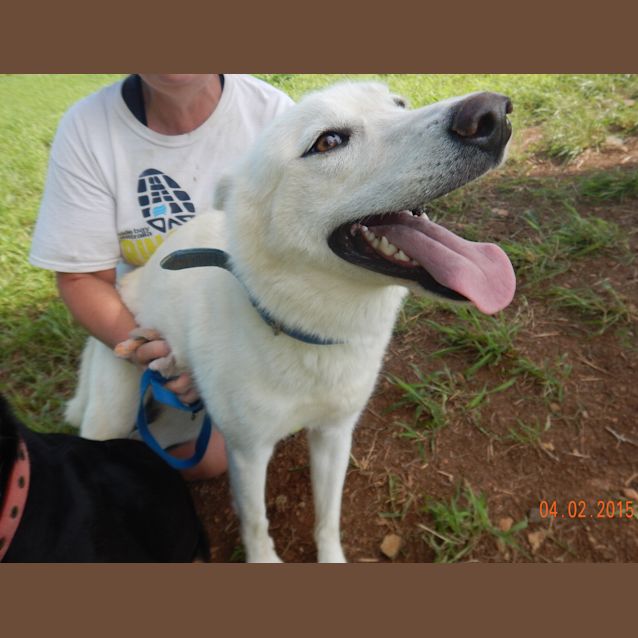 Photo of Kirra (Adoption Pending)
