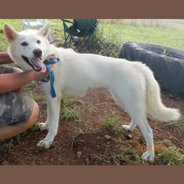 Photo of Kirra (Adoption Pending)