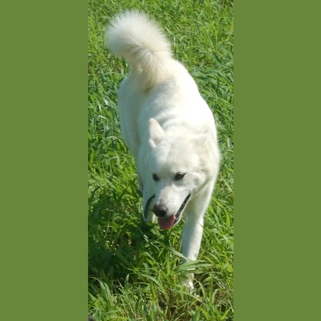 Photo of Kirra (Adoption Pending)
