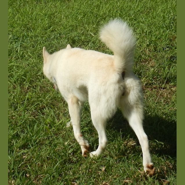 Photo of Kirra (Adoption Pending)