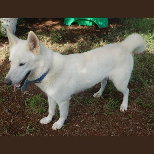 Photo of Kirra (Adoption Pending)