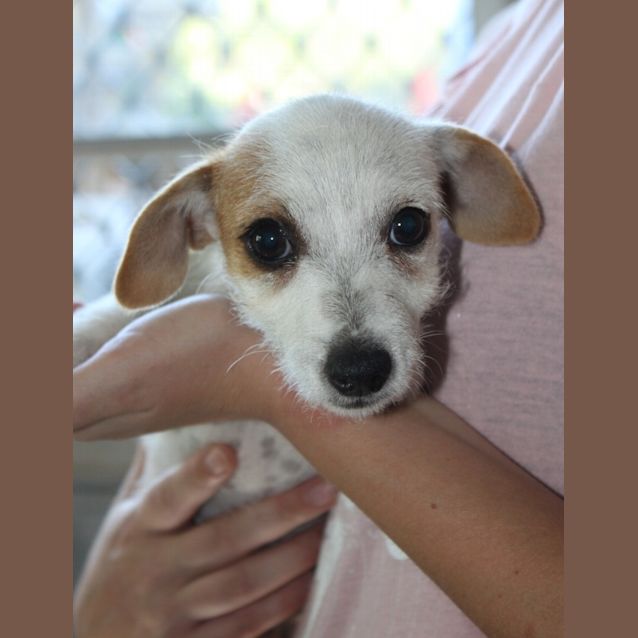 Photo of Petal