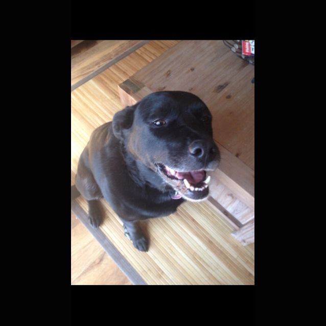 Photo of Chloe   Very Loyal Lady