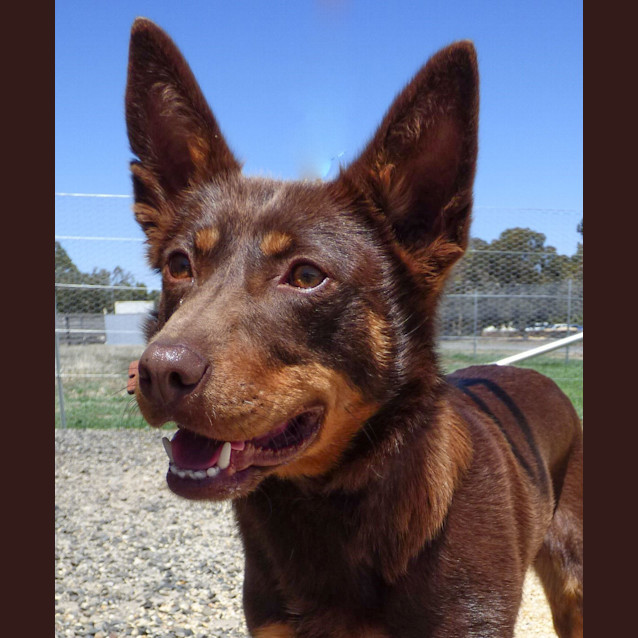 Photo of Bindi