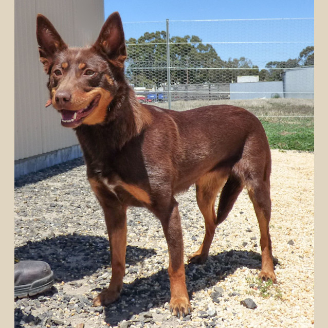Photo of Bindi