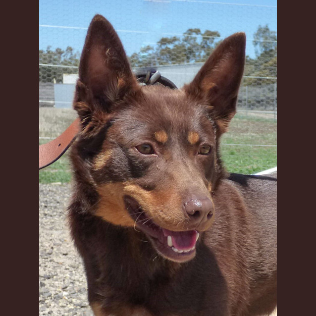 Photo of Bindi