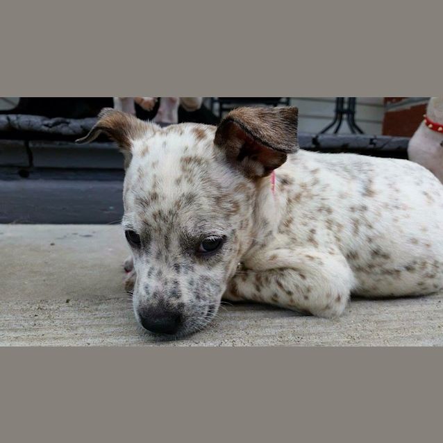 Photo of Cookies And Cream