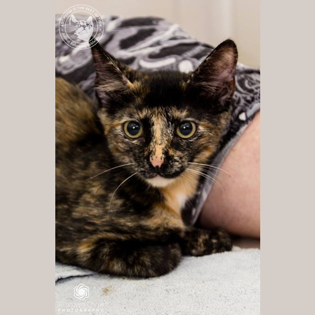 Photo of Persia