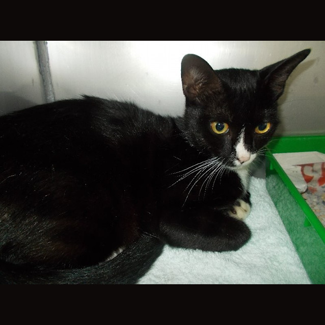 Photo of Sugar