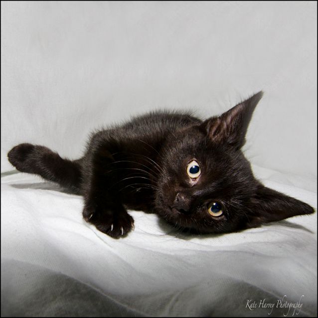 Photo of Hettie