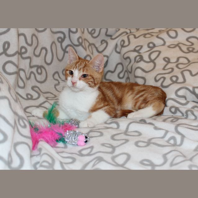 Photo of Banjo ** Adoption Day**